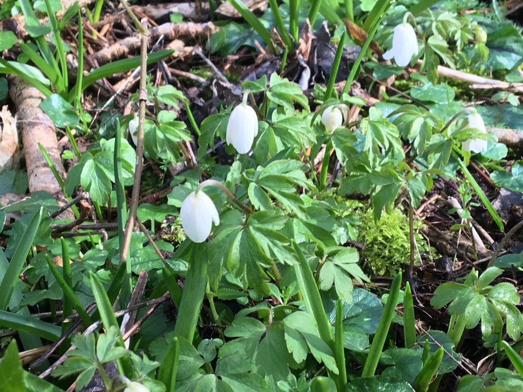 Woodland Tipi & Yurt Holidays