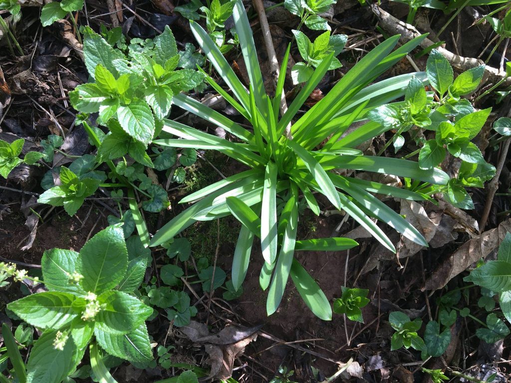Woodland Tipi & Yurt Holidays