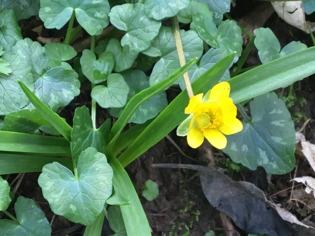 Woodland Tipi & Yurt Holidays