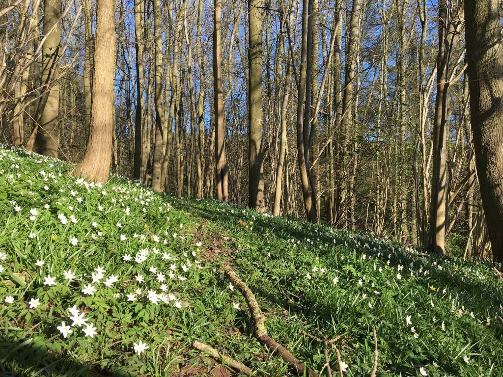 Woodland Tipi & Yurt Holidays