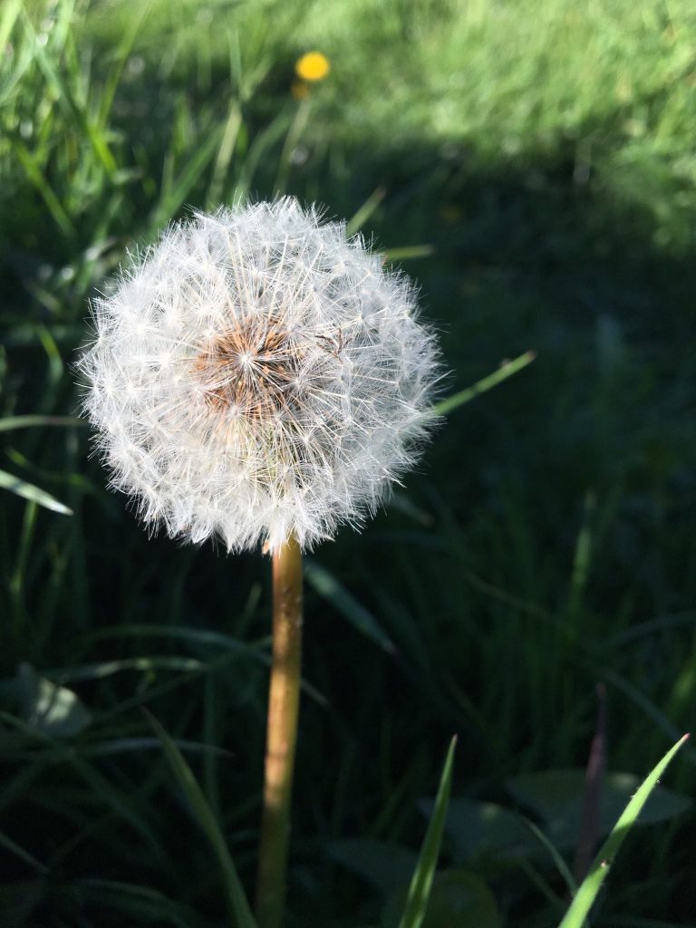 Woodland Tipi & Yurt Holidays