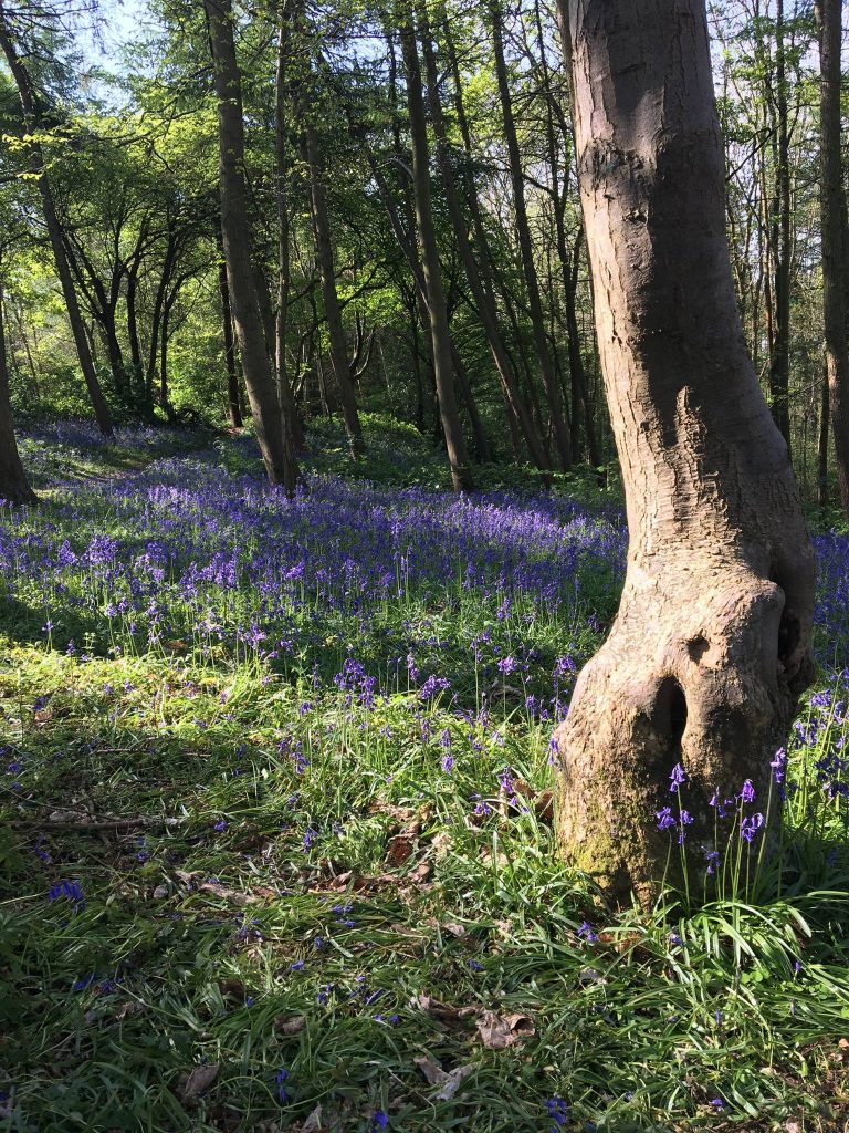 Woodland Tipi & Yurt Holidays