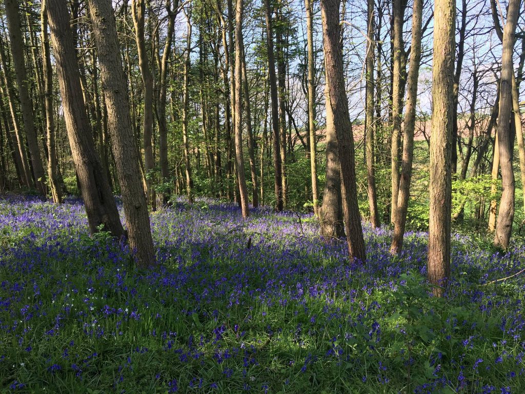 Woodland Tipi & Yurt Holidays