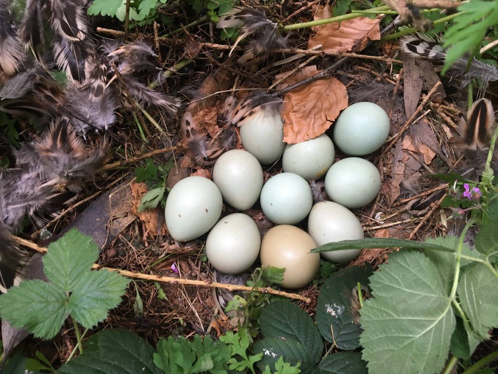 Woodland Tipi & Yurt Holidays