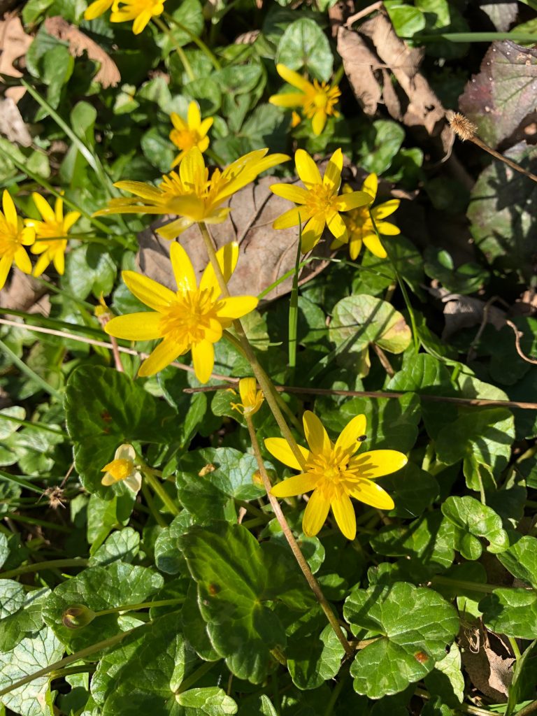 Woodland Tipi & Yurt Holidays