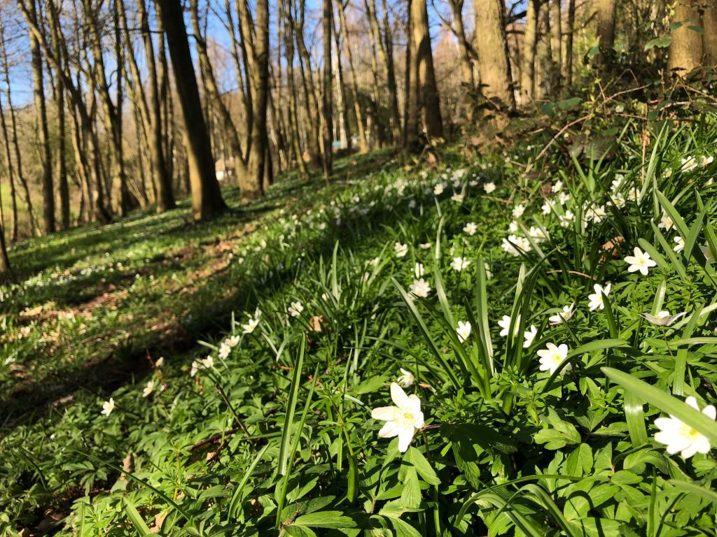 Woodland Tipi & Yurt Holidays