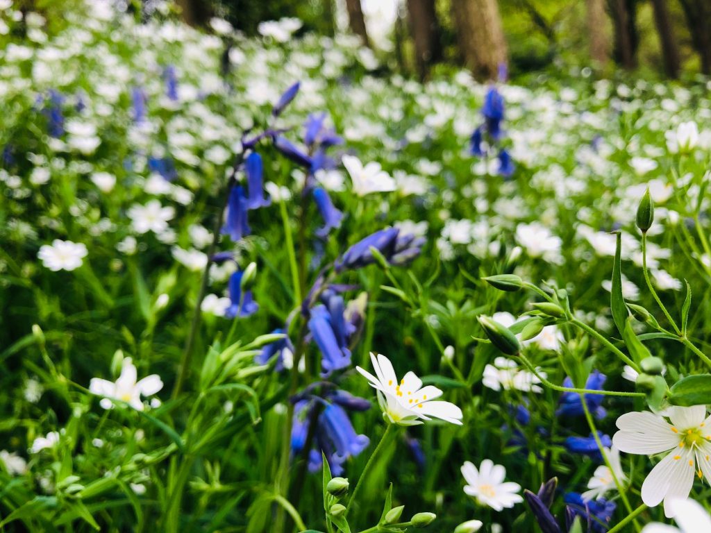 Woodland Tipi & Yurt Holidays
