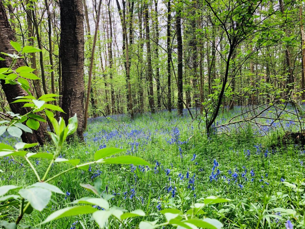Woodland Tipi & Yurt Holidays