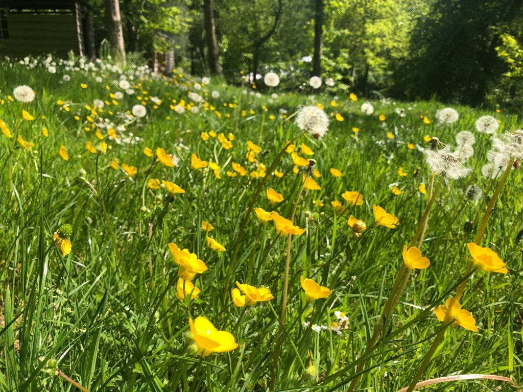 Woodland Tipi & Yurt Holidays