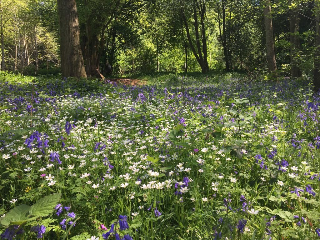 Woodland Tipi & Yurt Holidays