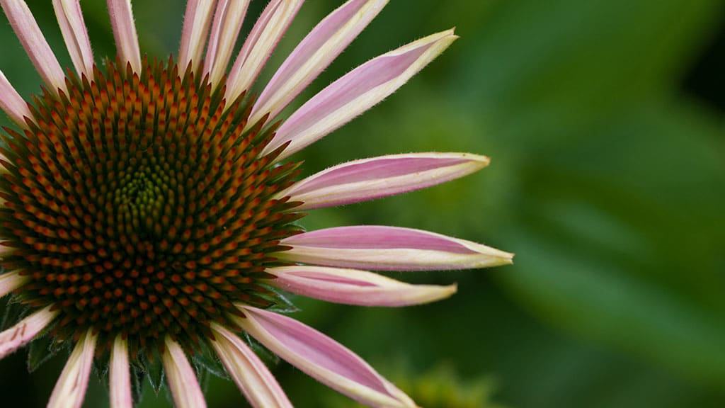 Woodland Tipi & Yurt Holidays