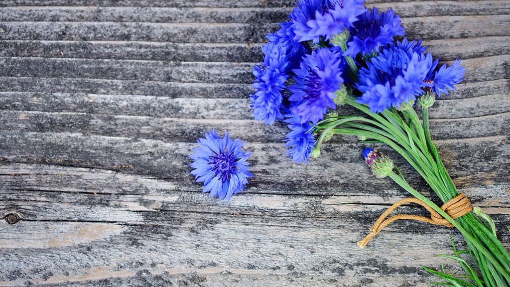 Woodland Tipi & Yurt Holidays