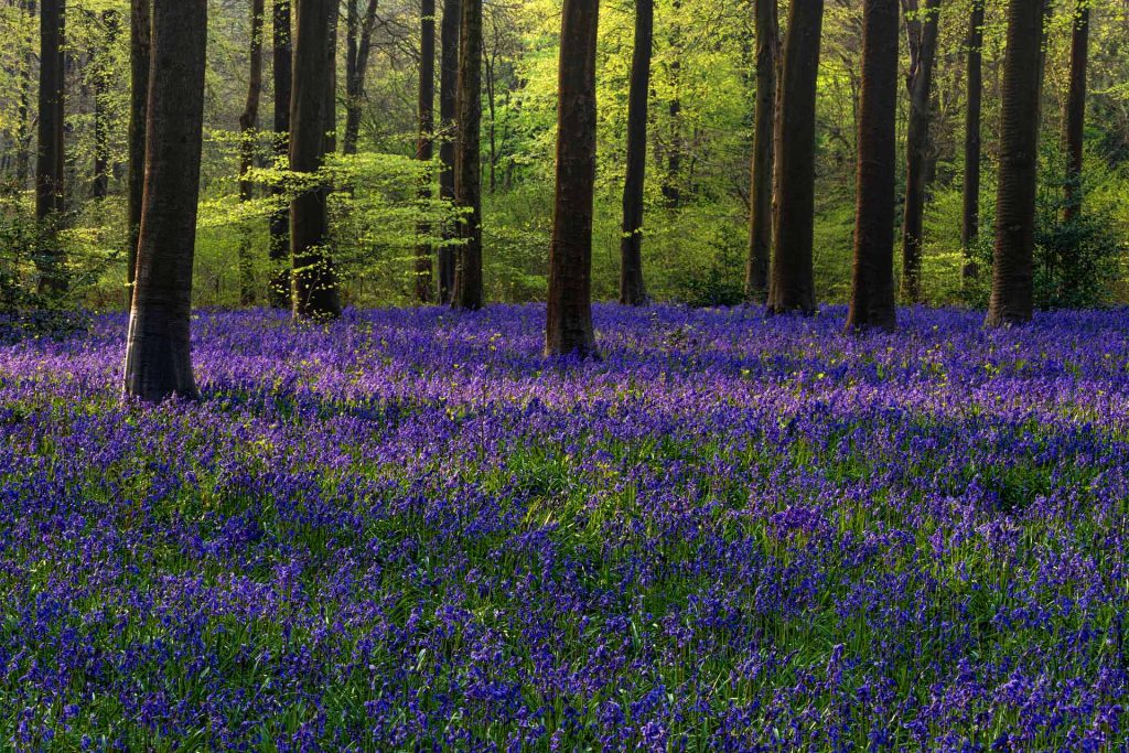 Woodland Tipi & Yurt Holidays
