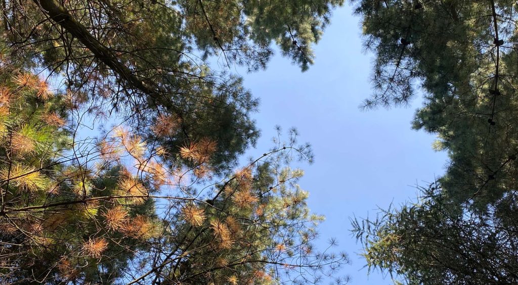 Woodland Tipi & Yurt Holidays
