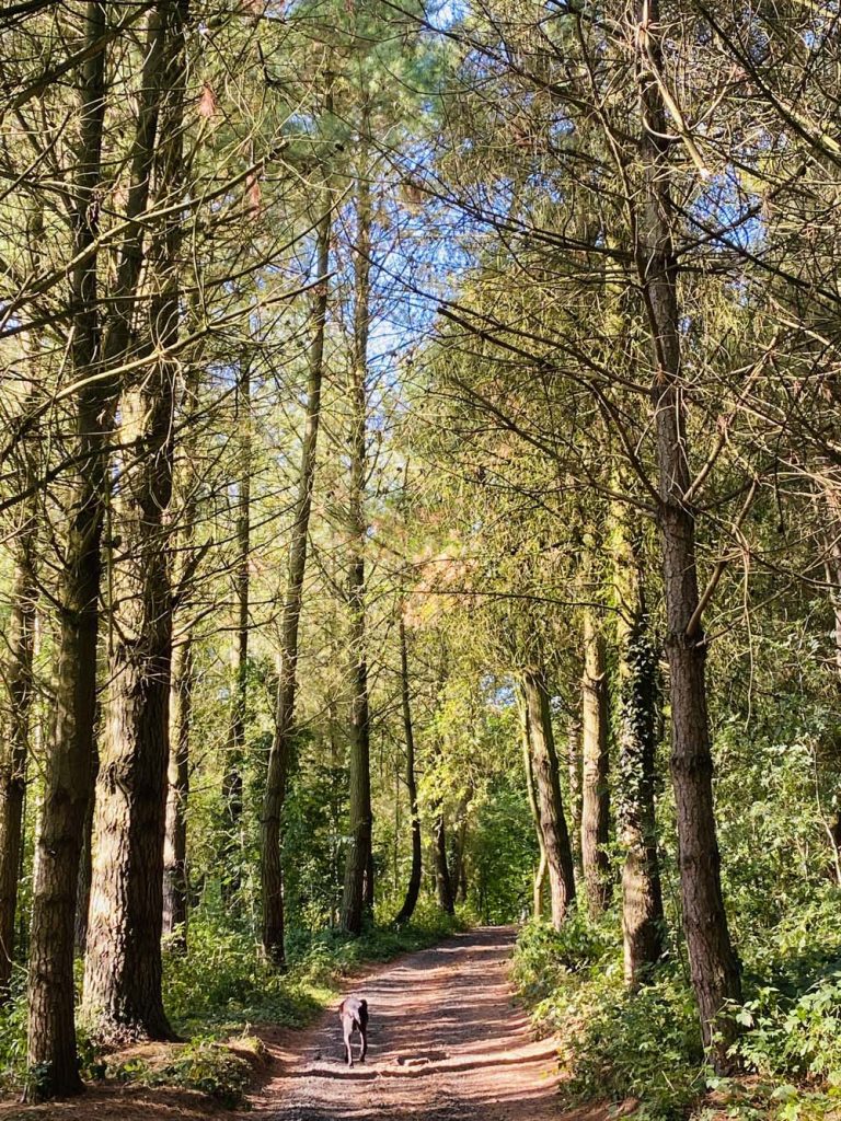 Woodland Tipi & Yurt Holidays