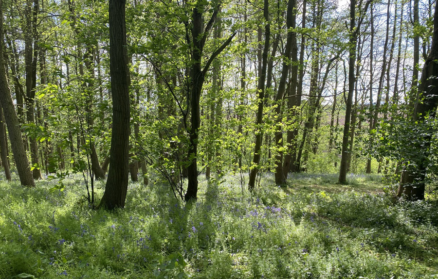 Woodland Tipi & Yurt Holidays