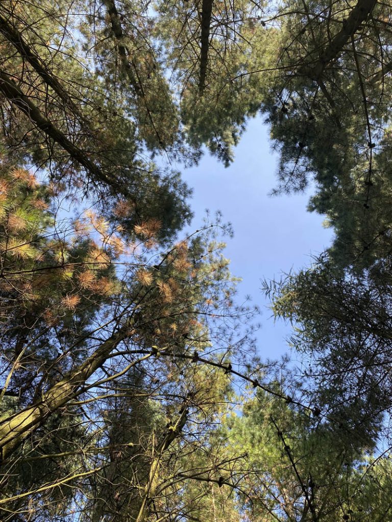 Woodland Tipi & Yurt Holidays