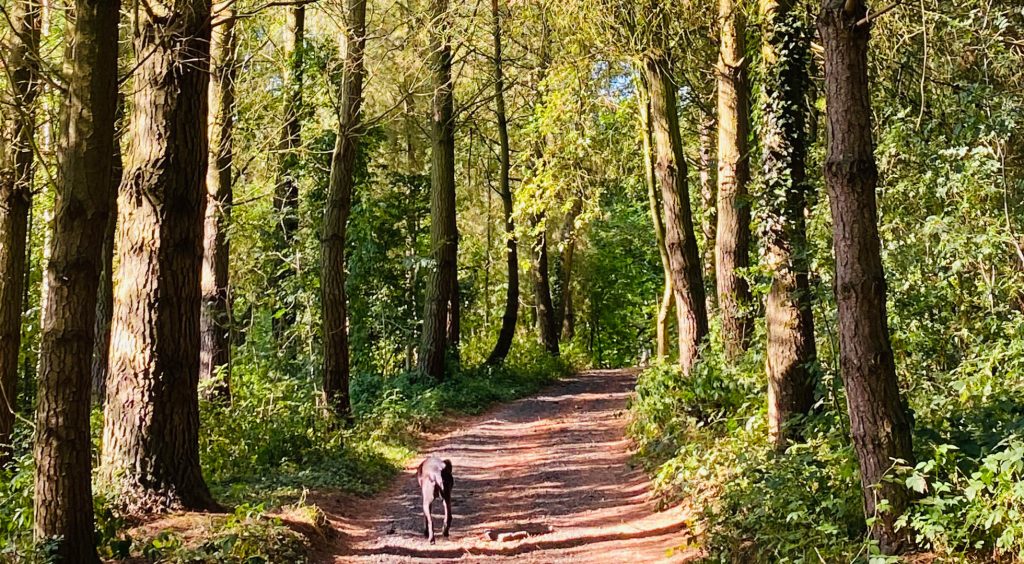 Woodland Tipi & Yurt Holidays