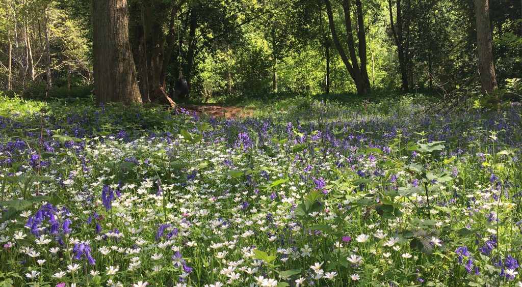 Woodland Tipi & Yurt Holidays