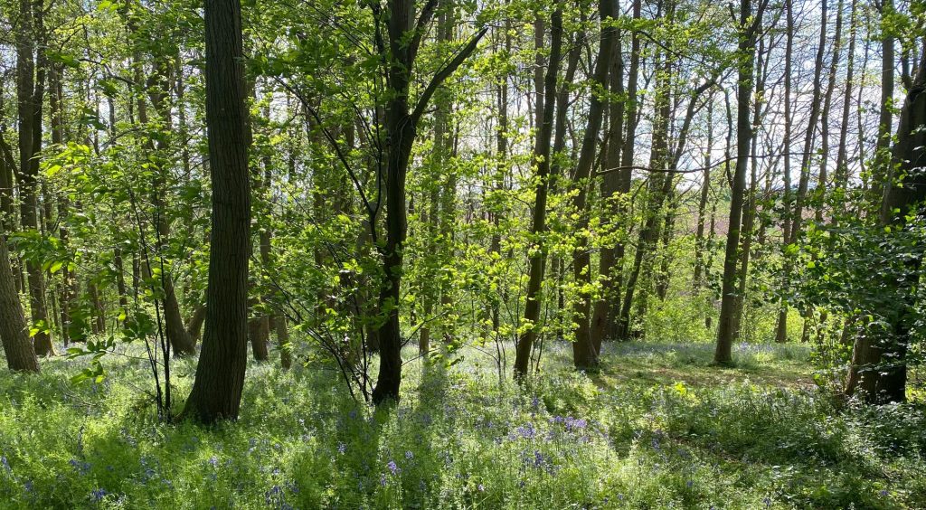 Woodland Tipi & Yurt Holidays